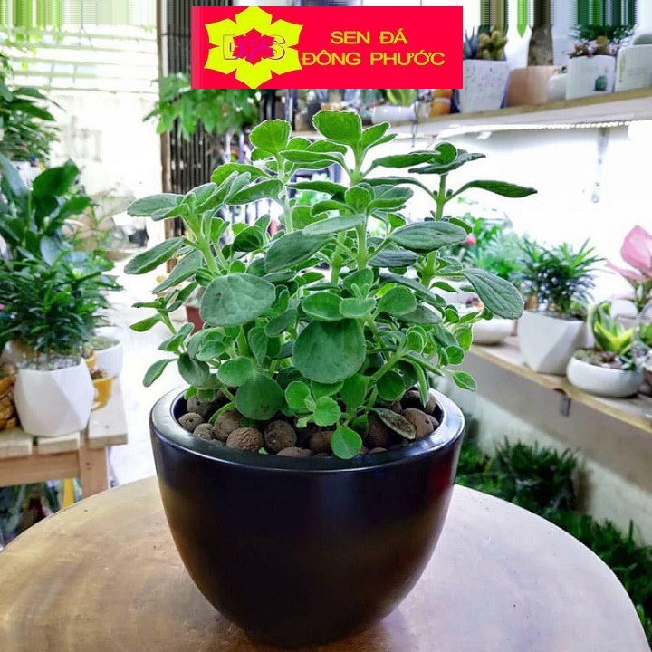 Sen đá nhất mạt hương - Sen thơm - cây vượng tài - Sen Đá xương rồng cây phong thuỷ văn phòng đẹp