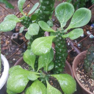 Cây mủ đục cao 10cm, có nhánh