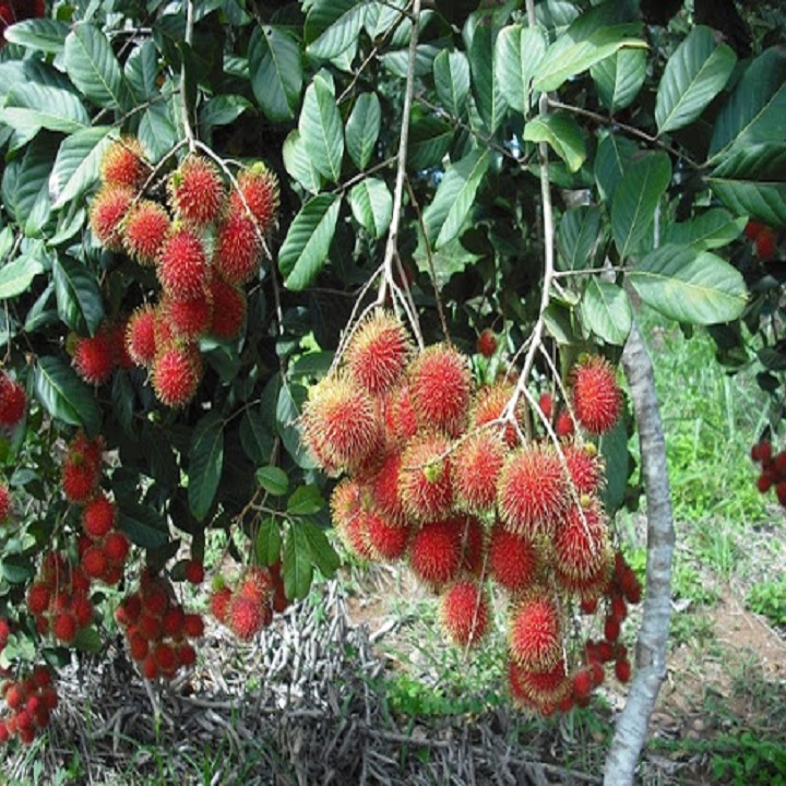 CÂY GIỐNG CHÔM CHÔM NHÃN SIÊU NGON SIÊU QUẢ + Tặng 02 cây nhót ngọt