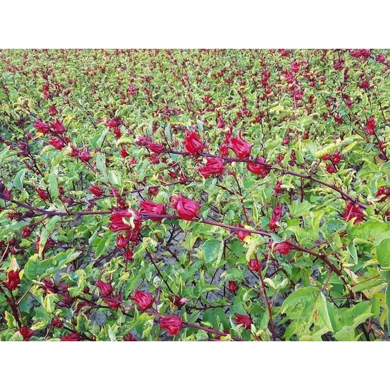Trà hoa atiso đỏ, trà hoa hibicus nguyên bông 1kg | BigBuy360 - bigbuy360.vn