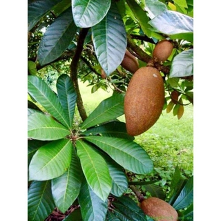 cây SAPÔCHÊ RUỘT ĐỎ KHỔNG LỒ... 1 năm cho trái