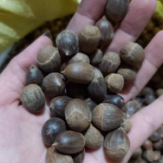 1kG HẠT DẺ RỪNG Điện BIÊN