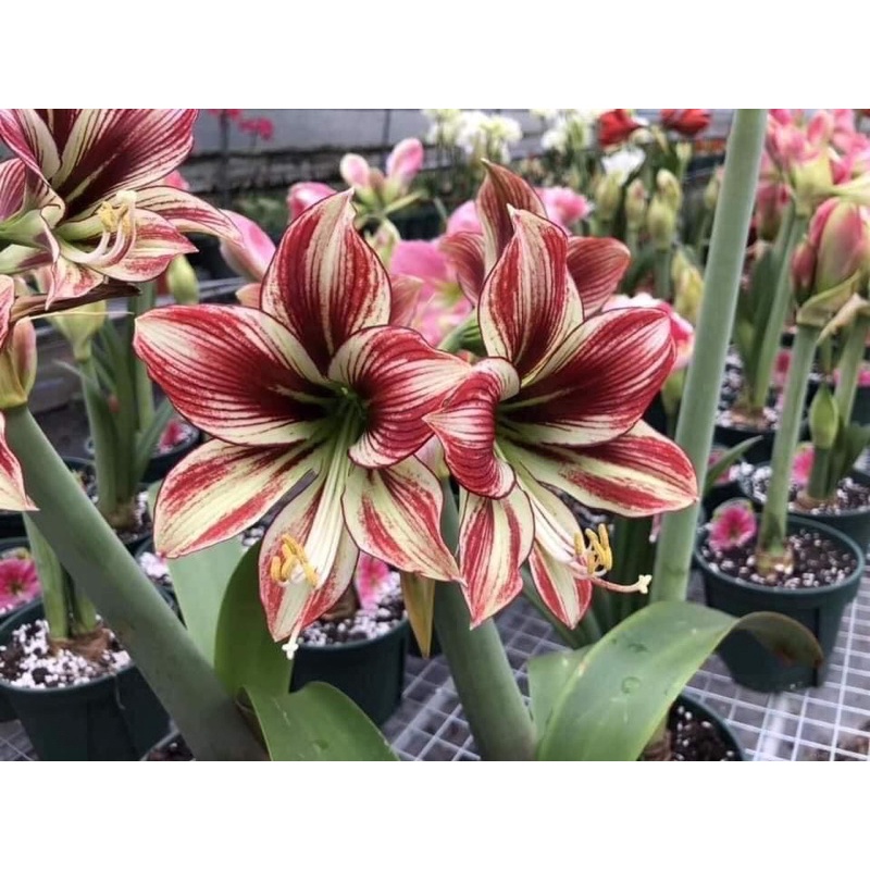 Củ lan huệ giống cc4