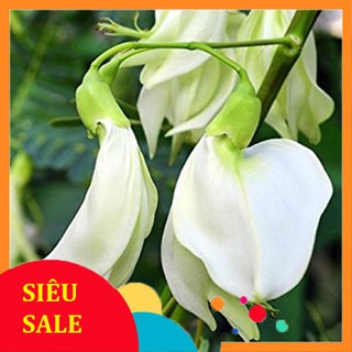 2g Hạt giống So đũa Tứ quý (tặng gói kích nẩy mầm và hướng dẫn) VIETPHAT