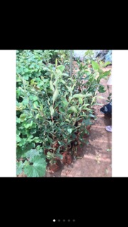 CÂY TÁO ĐỎ LÙN
