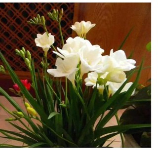 Củ giống hoa lan nam phi hoa màu trắng - 1 củ