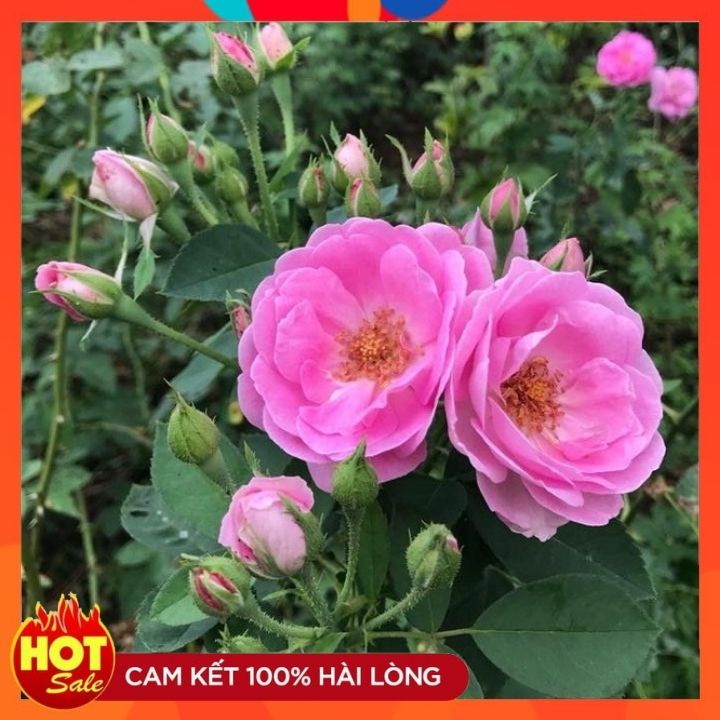 Hoa hồng cổ son môi[SIÊU THƠM] là một trong các giống hoa hồng cổ Việt Nam.