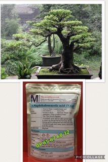 Kích rễ cực mạnh NAA Rootone 500gr - Đức