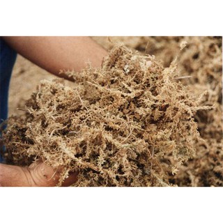 Dớn trắng trồng lan, dớn Chile (dớn mềm) 100gr