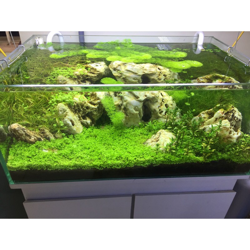 Bể cá thuỷ sinh Demo Vịnh Hạ Long