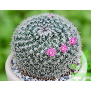 Xương rồng bánh sinh nhật size 9-10cm