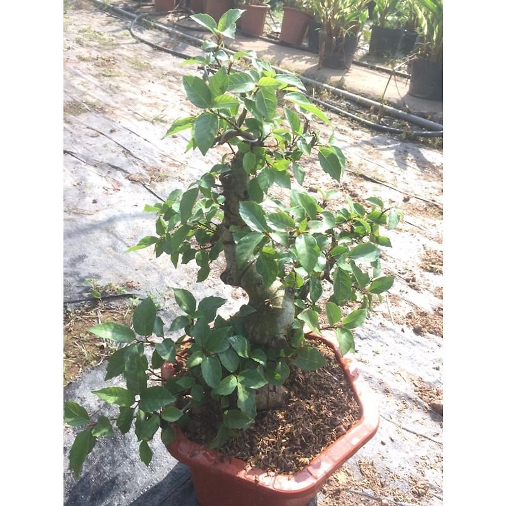 ( GIẢM SÂU) CÒN HÀNG Cây Sung Bonsai