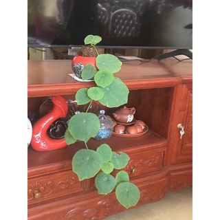 củ bình vôi