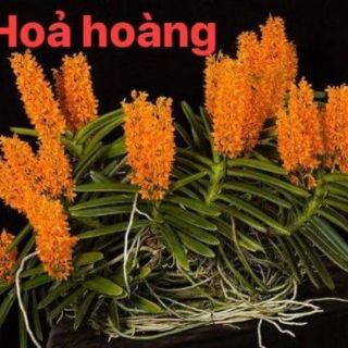 Lan hỏa hoàng cam 1 cây