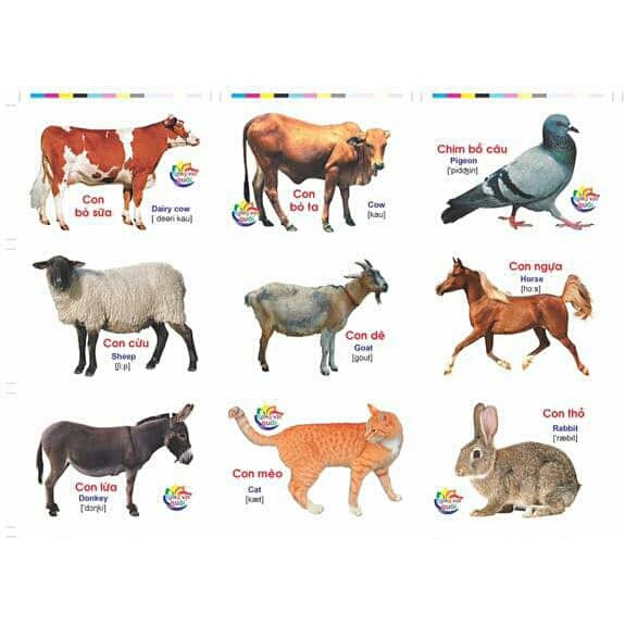 Combo 25 thẻ học flashcards- chủ đề động vật nuôi dành cho bé