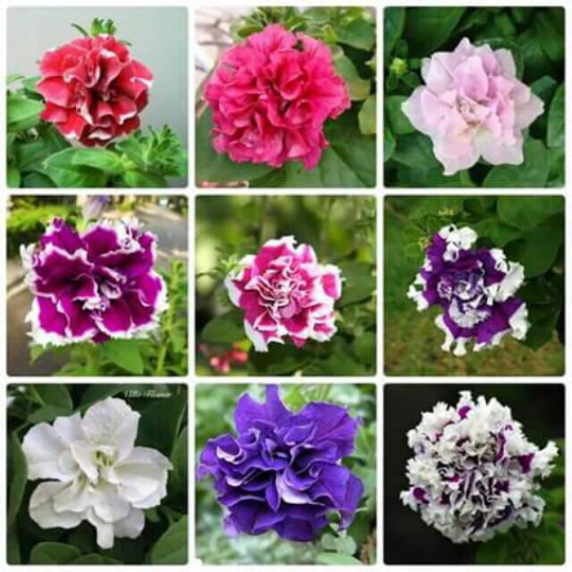Hạt giống dạ yến thảo nhún