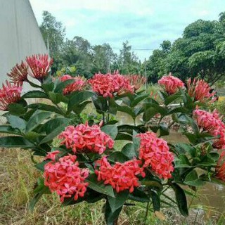 Chậu trang mỹ hồng (chậu lớn)