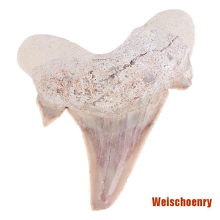 Răng Cá Mập Giảng Dạy Khoa Học Megalodon