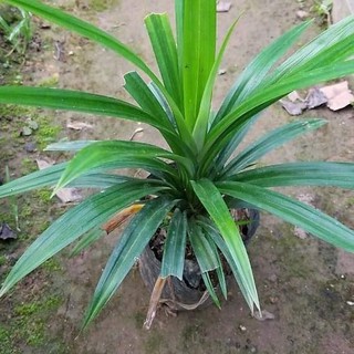 CÂY LÁ NẾP THƠM (lá tám , lá dứa )