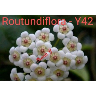 Cẩm cù Rotundiflora cây giống ảnh 2 - số 42