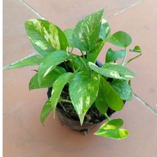 cây giống trầu bà Thái sọc vàng, gửi cây hình 2