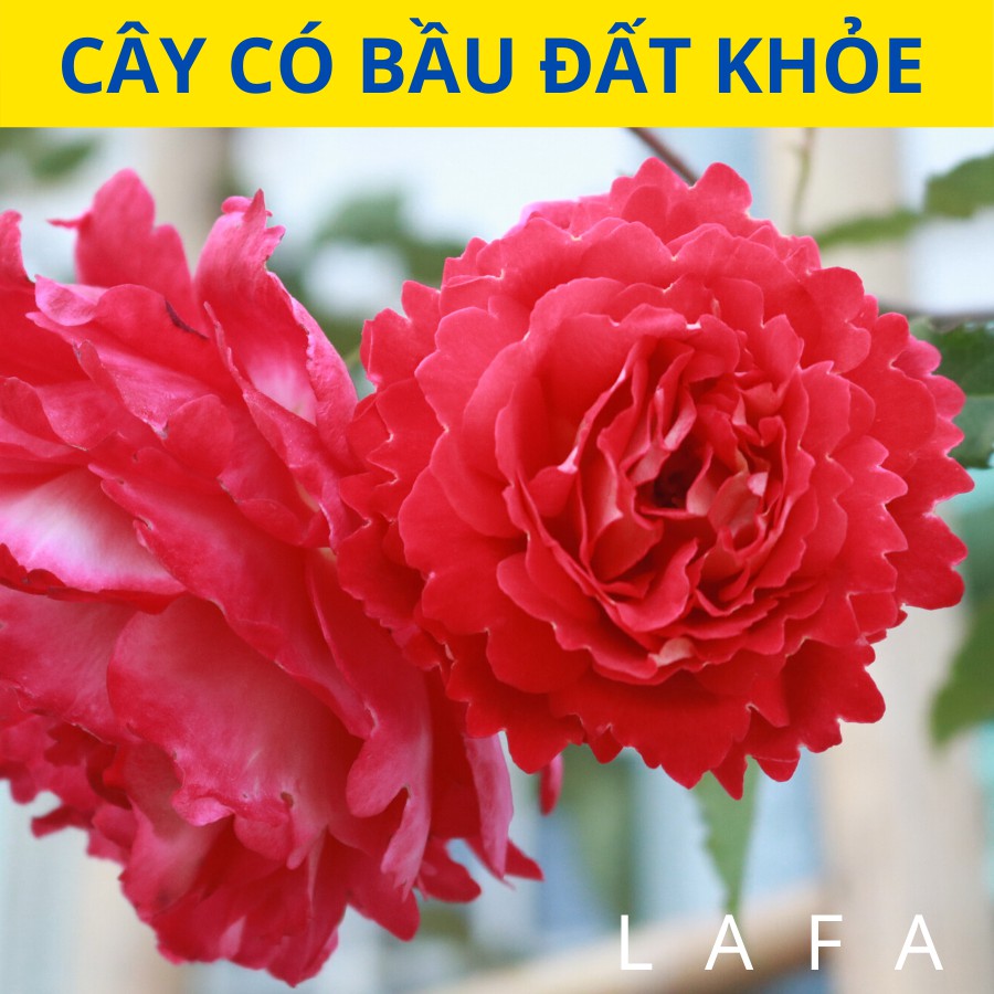 Cây hoa hồng leo hoa màu đỏ ruby - cây có bầu đất khỏe