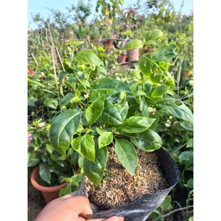 Cây hoa giấy nhập gân hồng