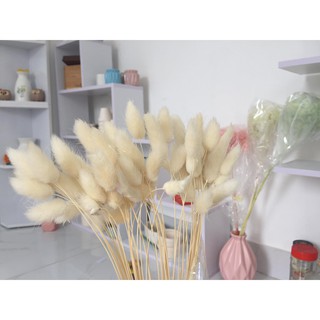 HOA KHÔ ĐUÔI THỎ 5 CÀNH