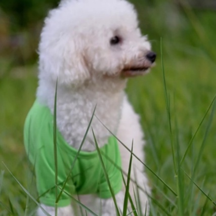 Áo cho chó poodle áo polo chó mèo màu trơn chất vải thấm hút thoáng mát phong cách hè