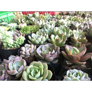 Combo 10 sen đá size bầu 5-7cm (10 loại khác nhau)