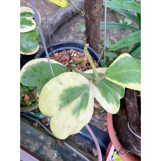 Cây lá tim cực đẹp( cẩm cù tim var)
