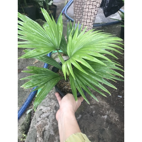 Caykiengsadec - Cây cọ Nhật tặng phân bón - hoa kiểng lá - cây phong thủy - trang trí nội thất