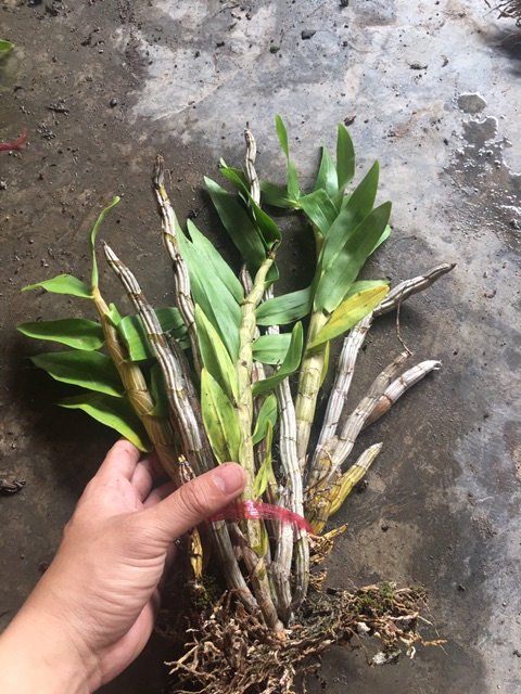 1 bó Lan báo hỉ cho hoa tết