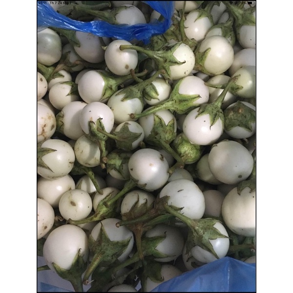 Cà pháo trắng nhà trồng ship Hỏa Tốc- Hàng mới mỗi ngày -500g
