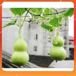 2g Hạt Giống Bầu Hồ Lô (Lagenaria siceraria) NNF1