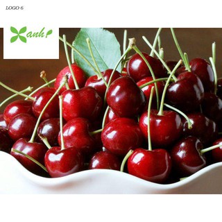 Gói 5 hạt giống cherry mỹ cao sản