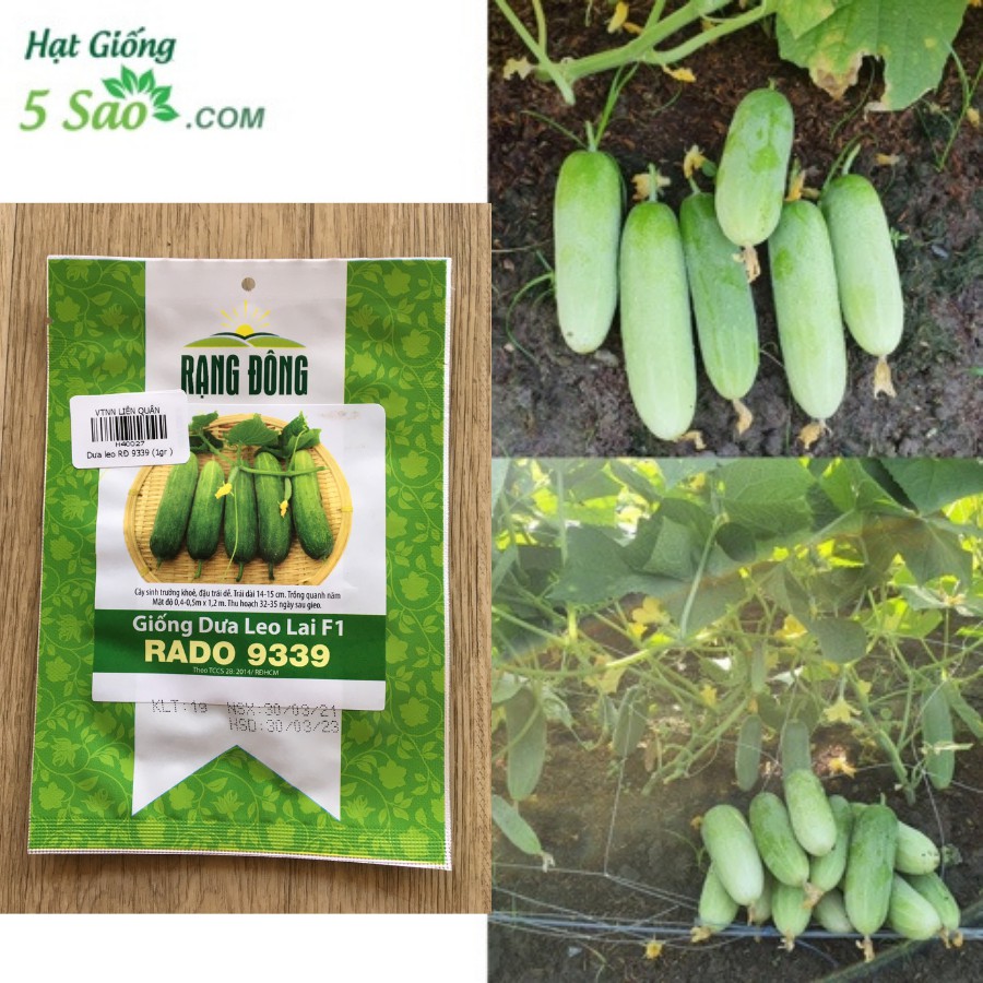 Dưa leo F1 RĐ 9339 - Rạng Đông