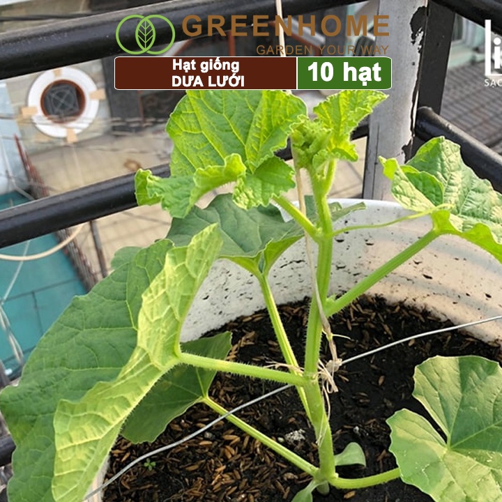 Hạt giống Dưa lưới ruột vàng f1 Greenhome, gói 10 hạt, sinh trưởng mạnh, năng suất cao T14
