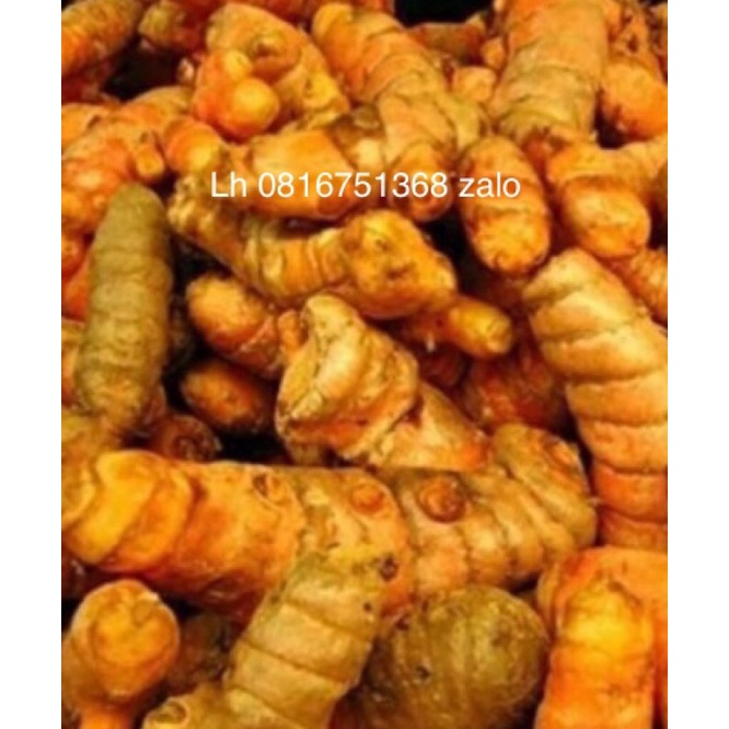 Nghệ đỏ nghệ vàng nghệ đen gà chọi