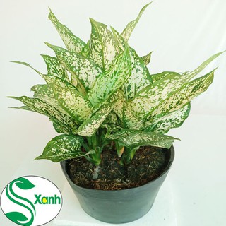 Cây Ngọc Ngân - Cây phong thủy mệnh Thủy và Kim