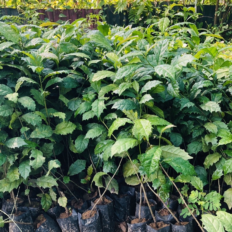 Combo 5 cây xạ đen giống chính hiệu Hoà Bình