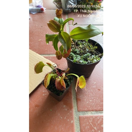 Combo 1cây bắt mồi  1nắp ấm