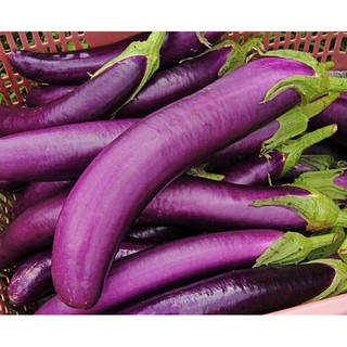 Hạt Giống Cà Tím