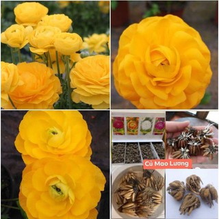 Củ hoa hoa hồng mao lương vàng đậm ( tặng kèm viên nén kích thích mầm)