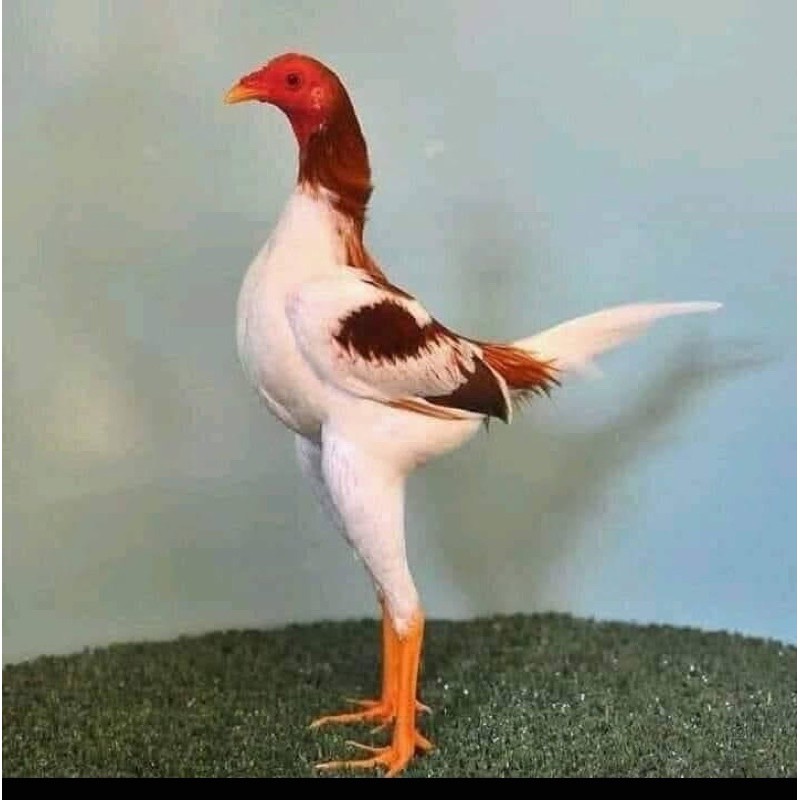 KÍCH LỰC TĂNG BO MÁU LỬA CHO GÀ ĐÁ TỚI PHÚT 90