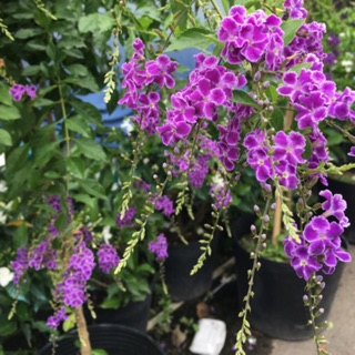 Cây chuỗi ngọc hoa tím