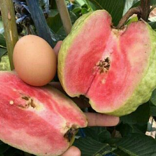 Cây Ổi Rubi Ruby ruột đỏ