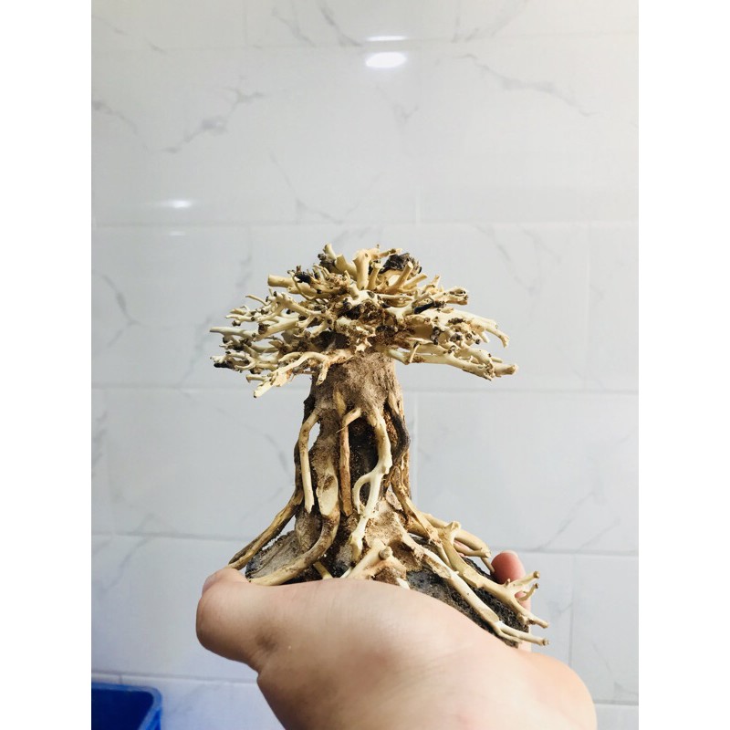 [Mã 99FMCGSALE giảm 8% đơn 500K] BONSAI LŨA GỖ MINI DÙNG CHO HỒ 20CM-40CM | THIẾT KẾ CỔ THỤ CHO HỒ THUỶ SINH