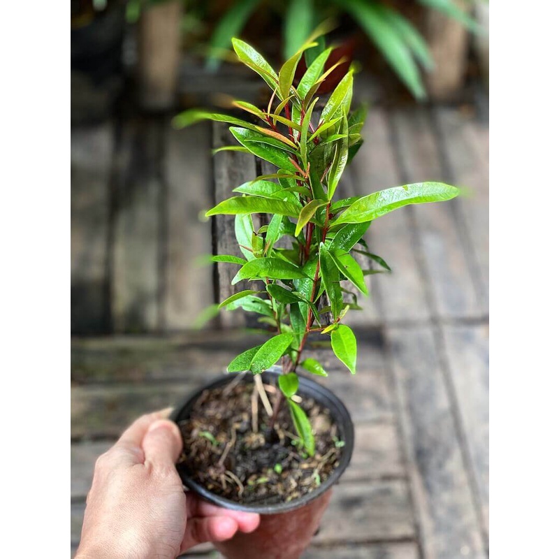 Cây Syzygium campanulatum Red Lip (Hồng Nam Mộc) chậu nhựa 8cm