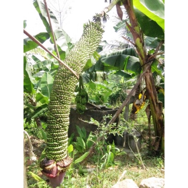 Chuối kinh tế